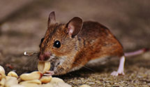 Find Exterminators in Newberry County